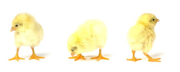 pasgeboren drie kleine kuikens geïsoleerd op witte achtergrond. Grappige gele kip. - Foto, afbeelding
