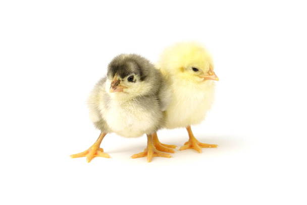 два маленьких цыпленка серые и желтые изолированные на белом фоне. - Фото, изображение