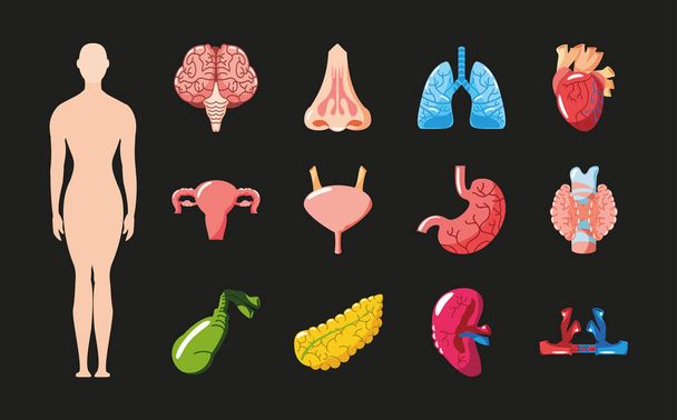 iconos de órganos humanos - Vector, imagen