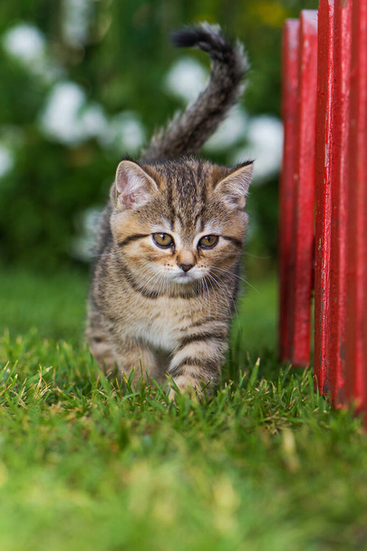British shorthair kitten in a garden - Photo, Image