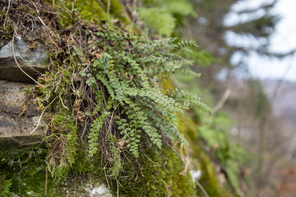 Asplenium trichomanes, la spleenwort de maidenhair est une petite fougère de la famille des Aspleniaceae - Photo, image