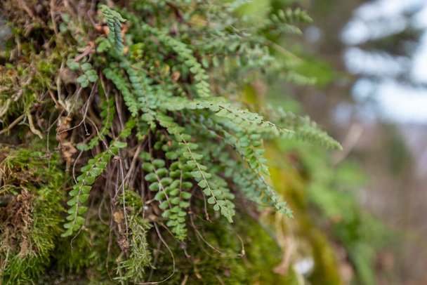 Asplenium trichomanes, la spleenwort de maidenhair est une petite fougère de la famille des Aspleniaceae - Photo, image