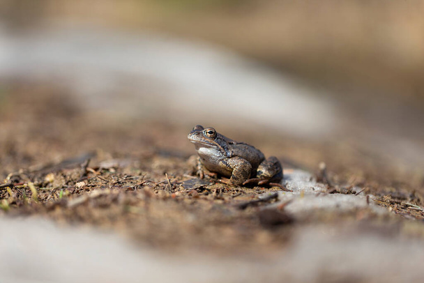 La rana común (Rana temporaria), también conocida como rana común europea, rana marrón común europea, o rana de hierba europea, es un anfibio semi-acuático de la familia Ranidae.. - Foto, Imagen