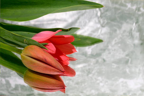 gyönyörű tulipán tükör háttér, tavasz koncepció, közelről   - Fotó, kép