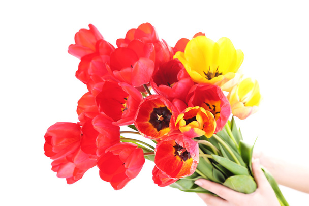 Colorful tulips isolated on white - Fotó, kép