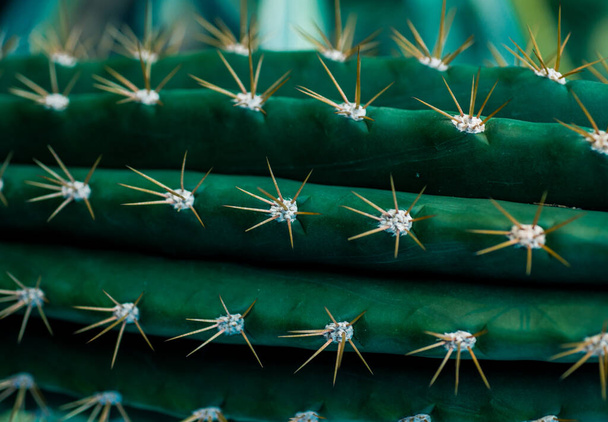 Kaktusgrün sehr groß mit riesigen Dornen in Nahaufnahme fotografiert - Foto, Bild