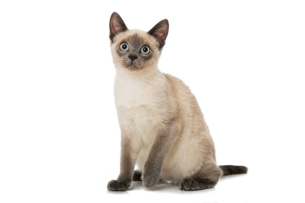 Junge siamesische Katze isoliert auf weiß - Foto, Bild