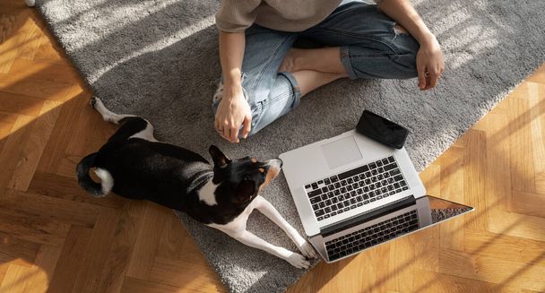Basenji dog and laptop on a gray carpet on the floor view from above. Woman sitting in lotus position working home - Foto, immagini