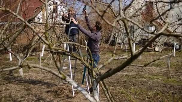 Dad teaches his son to cut branches on a tree in the garden with a brush cutter and pruning shears. The concept of spring tree pruning and garden maintenance. - Footage, Video