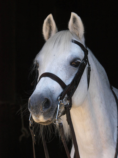 Ein Schimmel im walisischen Teil Ein Pony mit einem doppelten Zaumzeug - Foto, Bild