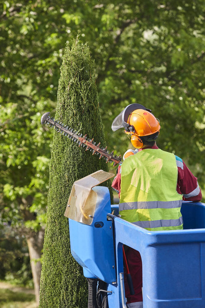 Садовник обрезает кипарис бензопилой на кране - Фото, изображение
