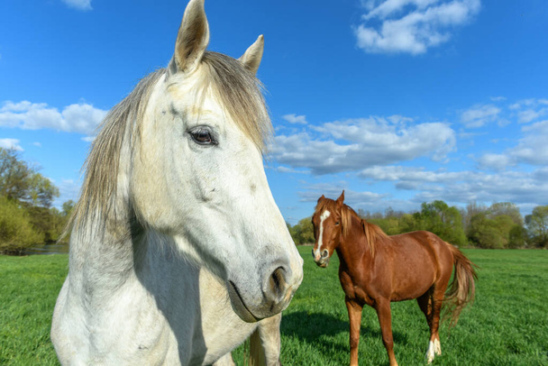 Pferde auf einer Weide im Frühling in Frankreich. - Foto, Bild
