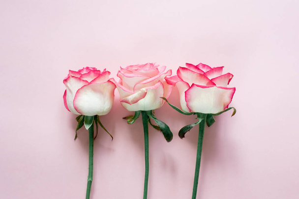 Pink and white rose flowers isolated on light pink background, wedding and Valentine's day background - Fotografie, Obrázek
