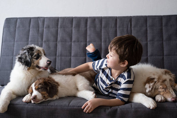 pequeño lindo chico mascota tres australiano pastor cachorro perro en sofá - Foto, imagen