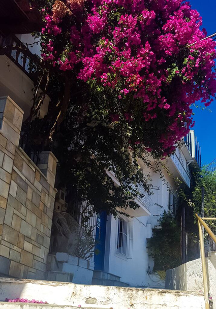Ostrov Skiathos (Skiathos) v Řecku je kouzelné místo, vždy slunné a pohostinné, kypící radostnými emocemi a zároveň laskavě klidné, ponořené do zeleně a zarážející s jeho malebné výhledy.  - Fotografie, Obrázek