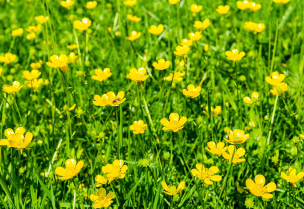 Ranunculus acris louka na jaře - Fotografie, Obrázek
