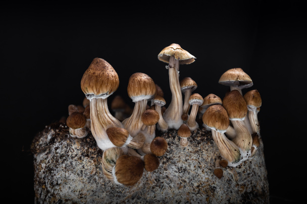 Cogumelos mágicos crescentes psilocybe alucinógeno cubensis - Foto, Imagem