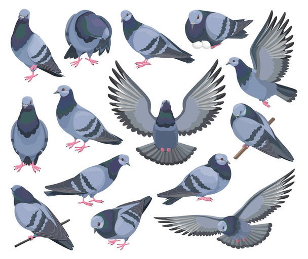 Colombe oiseau isolé icône de jeu de dessin animé. Pigeon vecteur dessin animé icône ensemble. Illustration vectorielle colombe oiseau sur fond blanc. - Vecteur, image