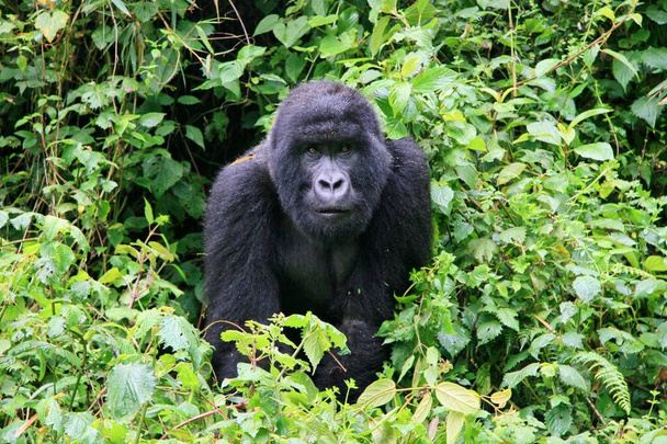 Retrato de primer plano del gorila de montaña en peligro de extinción (Gorilla beringei beringei) en el Parque Nacional de los Volcanes Ruanda. - Foto, imagen