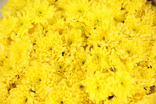 Gyönyörű friss krizantém virágok, mint a háttér, felülnézet - Fotó, kép