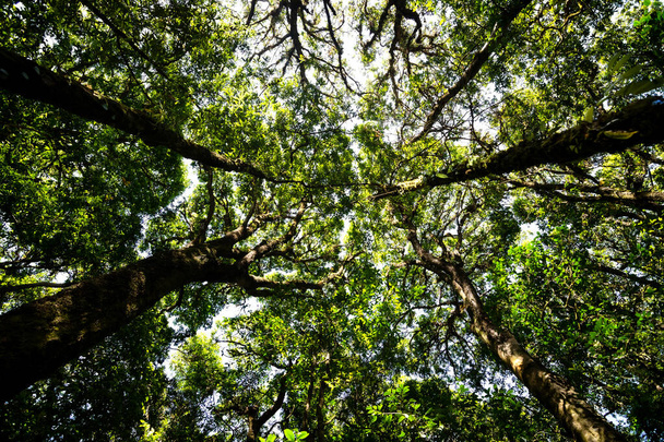 Laag uitzicht op de overvloed aan tropische woudbomen met groene bladeren in de berg. - Foto, afbeelding