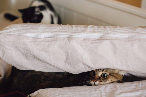 Güzel, korkmuş tekir kedi rahat pastel yatakta yastığın altında saklanıyor. Yastığın altından bakıp kediyle oynayan komik suratlı bir rakun. Ev hayvanları - Fotoğraf, Görsel
