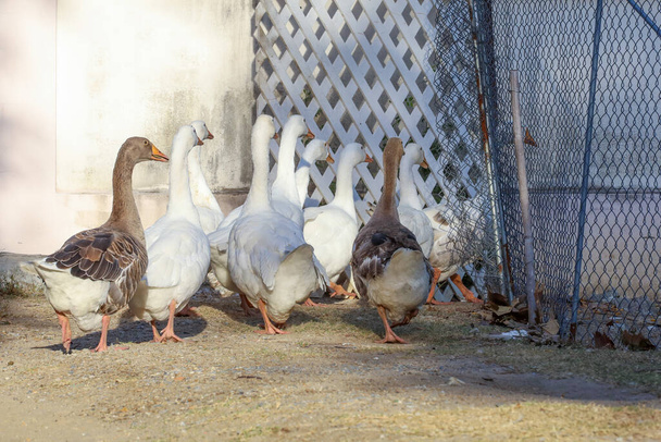 Gruppe weiße Gans und Ente bleibt im Garten - Foto, Bild