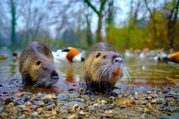  Otter in een pond - Foto, afbeelding