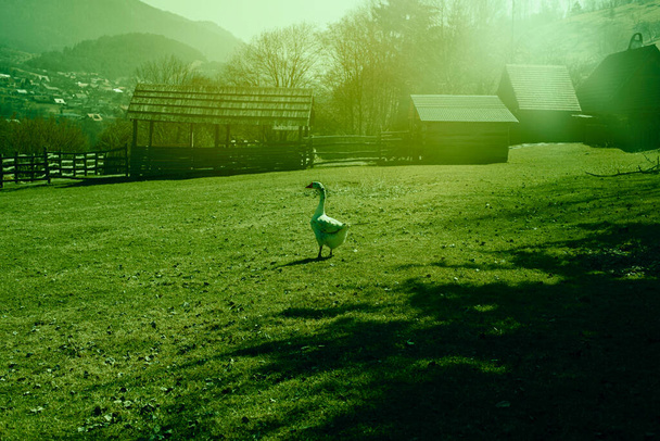 Goose grazing the green grass on animal farm. - Photo, Image