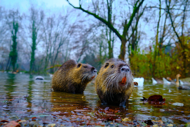Otter in een pond - Foto, afbeelding