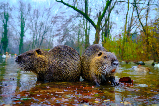 Otter in een pond - Foto, afbeelding