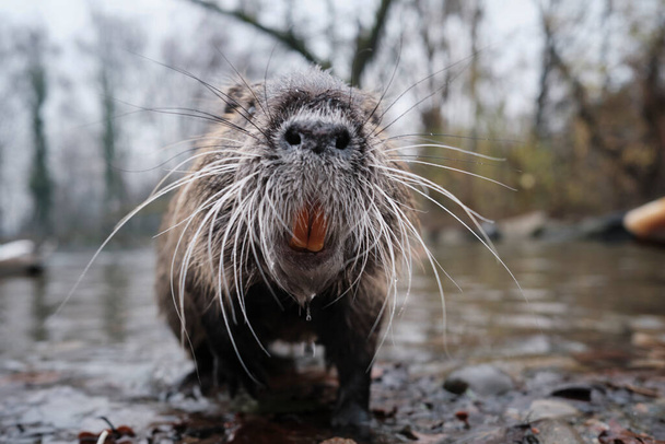 Otter in a pound - Photo, Image