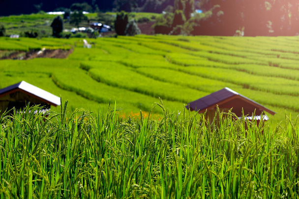 Schöne Landschaft mit grünen Reisterrassenfeldern im Dorf Mae Klang Luang, Hügelanbau in Doi Inthanon, Chiang Mai, Thailand - Foto, Bild