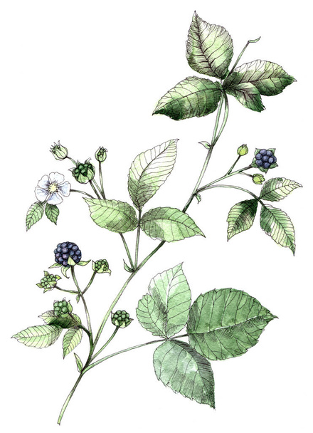 Watercolor flowers with berry blackberry on white background. - Photo, Image