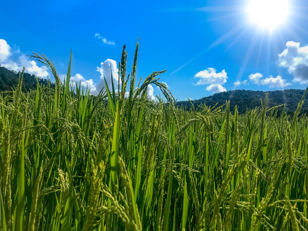 Organikus hántolatlan rizs, fiatal zöld rizsfül a teraszos zöld rizsföldeken a hegyen, kék égbolttal a napsütésben, fényes napsütéses napon Mae Klang Luang faluban, dombművelés Doi Inthanonban, Chiang Mai, Thaiföld - Fotó, kép