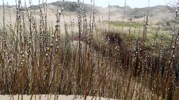 Krásné písečné duny na Merthyr Mawr na jižním pobřeží Walesu umožňují chodcům, aby se socializovali v přírodním bezpečném prostoru. Užívají si novou svobodu se svými přáteli po uzavření covid. - Záběry, video