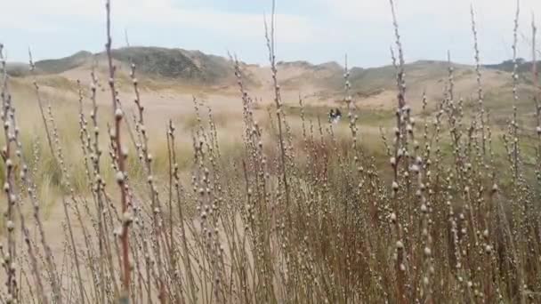 De prachtige zandduinen bij Merthyr Mawr aan de Zuid-Wales kust stellen wandelaars in staat om te socialiseren in een natuurlijke een uitgestrekte veilige ruimte. Ze genieten van hun nieuwe vrijheid met hun vrienden na de geheime afsluiting. - Video