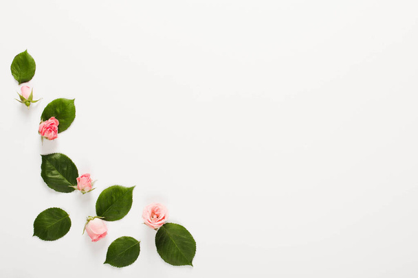 フレームは小さな美しいバラの芽を白い背景にした。解像度と高品質の美しい写真 - 写真・画像