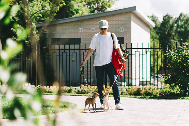 Close up photo of leg young man walking with two dog puppy chihuahua in the summer park. Obedient pet with his owner. - Zdjęcie, obraz