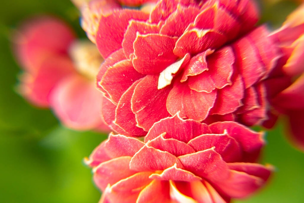 bright red indoor flower Kalanchoe Blossfeld shot close-up with selective focus - Photo, Image