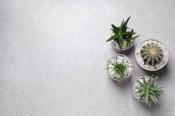 Belle Aloe, Cactus et Nolina dans des pots sur table grise, couché plat avec de l'espace pour le texte. Différentes plantes de maison - Photo, image