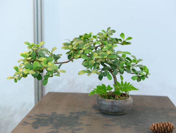 bonsai дерево на деревянном столе - Фото, изображение