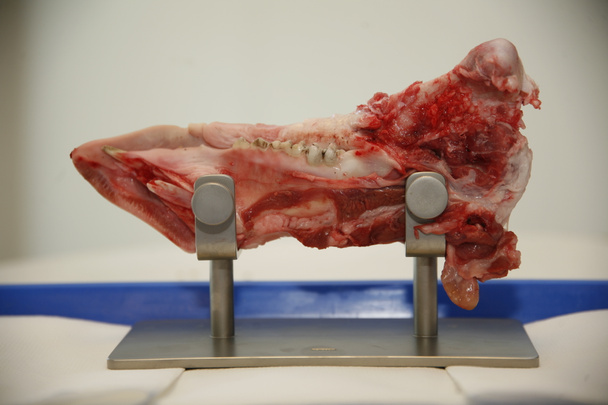 Állkapocs közeli egy házi sertés tanulási apikus műtét. A fogászati képzés folyamata.A fogorvosi képzésre szánt sertésállkapocs fehér háttér mellett fekszik. - Fotó, kép
