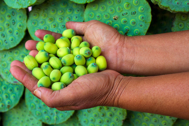 Семя лотоса или орех лотоса является семенем растений рода Nelumbo, особенно вида Nelumbo nucifera. Семена используются в азиатской кухне и традиционной медицине. - Фото, изображение