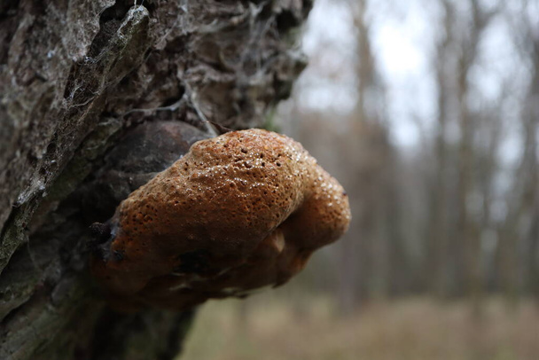 Polypore-Pilze im Regenwald - Foto, Bild