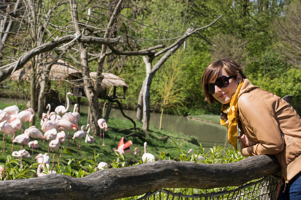 jonge vrouw met Flamingo's in een dierentuin - Foto, afbeelding