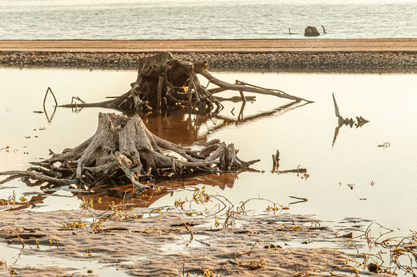 tocones de árboles muertos en la orilla de un lago forestal - Foto, imagen