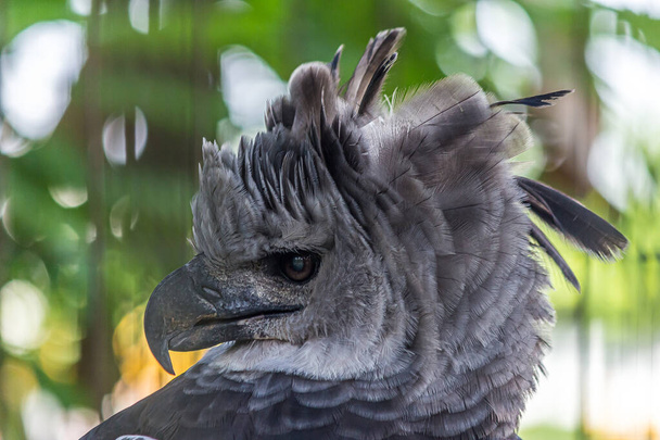 Close-up profile portrait of a harpy eagle. The American harpy eagle (Harpia harpyja) lives in the tropical lowland rainforests of America. It's a Near Threatened species. - Photo, Image