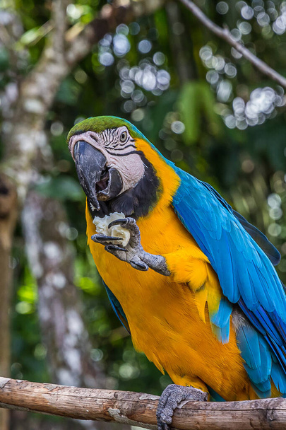 Un perroquet aras tient un morceau de pain dans sa patte griffée et le mange. L'ararauna Ara (aras bleu et jaune ou aras bleu et or) vit dans la forêt, la forêt et la savane de l'Amérique du Sud tropicale. - Photo, image