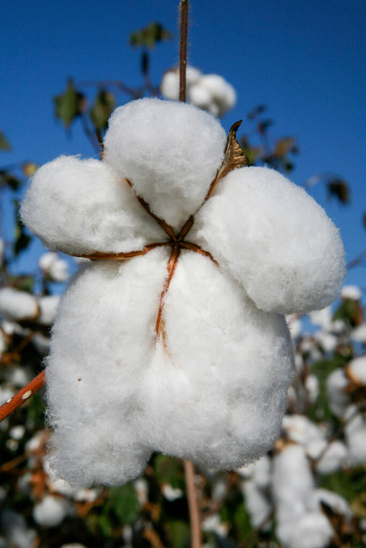 Sfera di cotone pronta per essere raccolta in contrasto con il cielo azzurro nello stato del Mato Grosso do Sul, Brasile - Foto, immagini